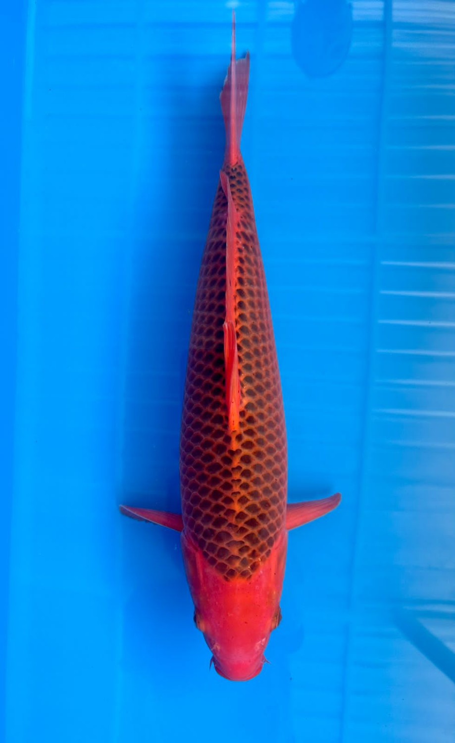 Best In Size E 46-50 Cm