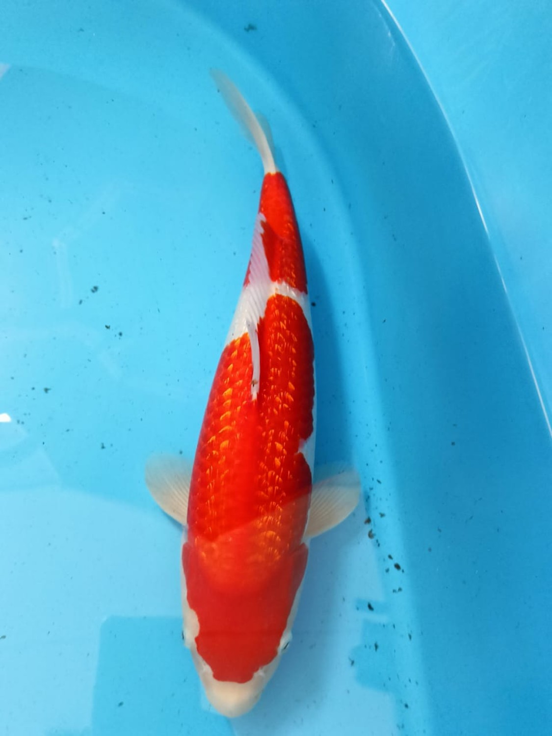Best In Size B 41-45 Cm