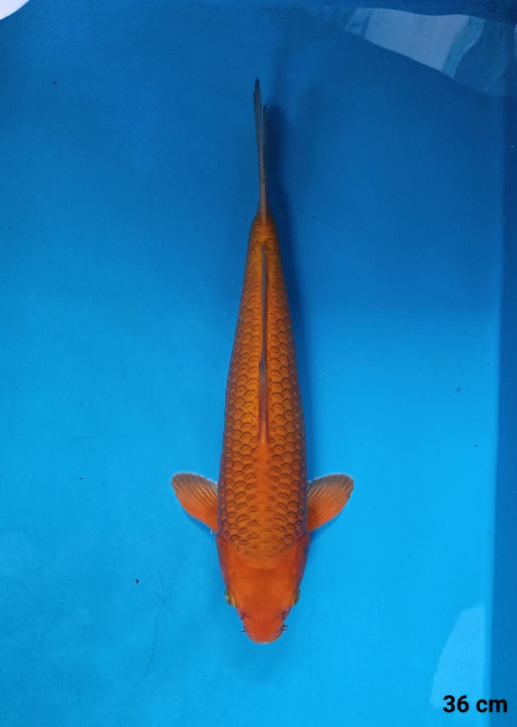 Juara 2