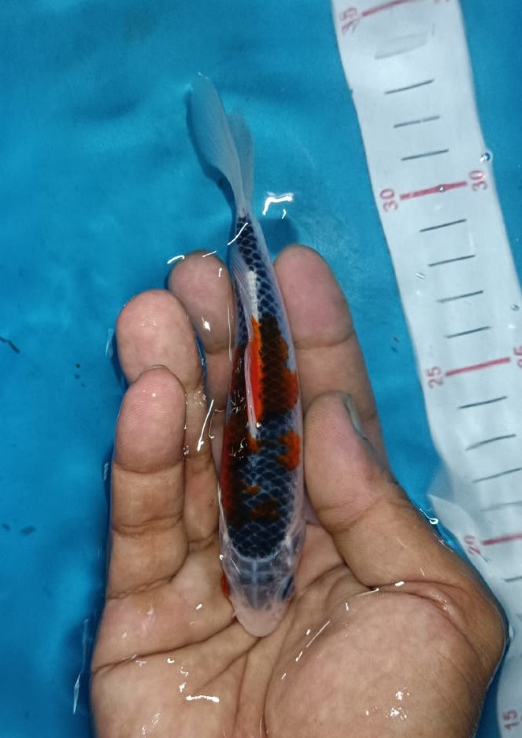 Juara 1
