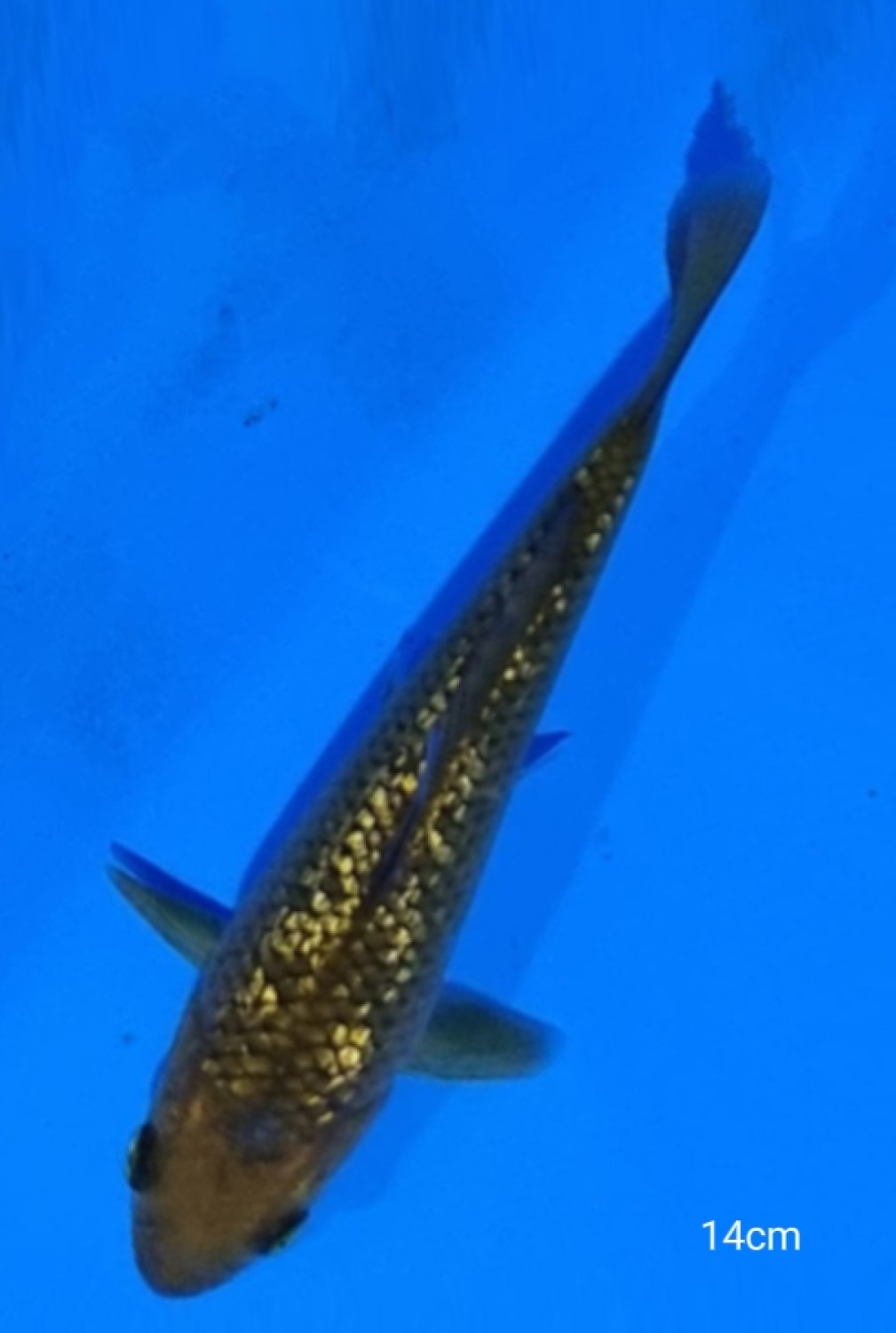 Juara 1
