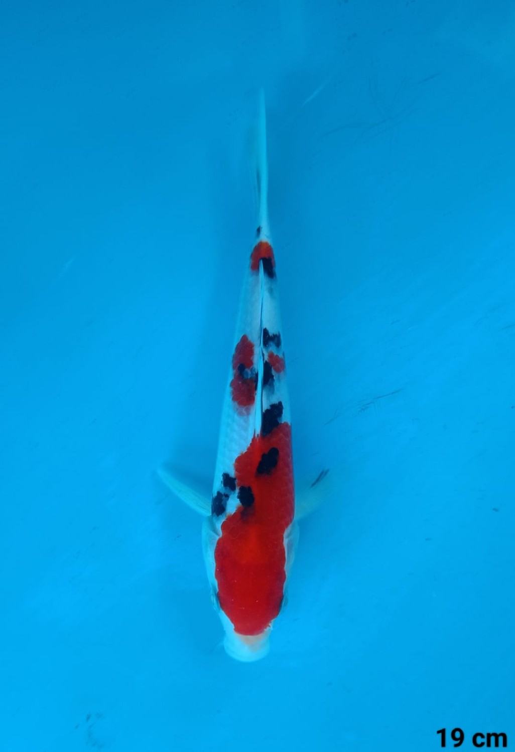 Juara 1