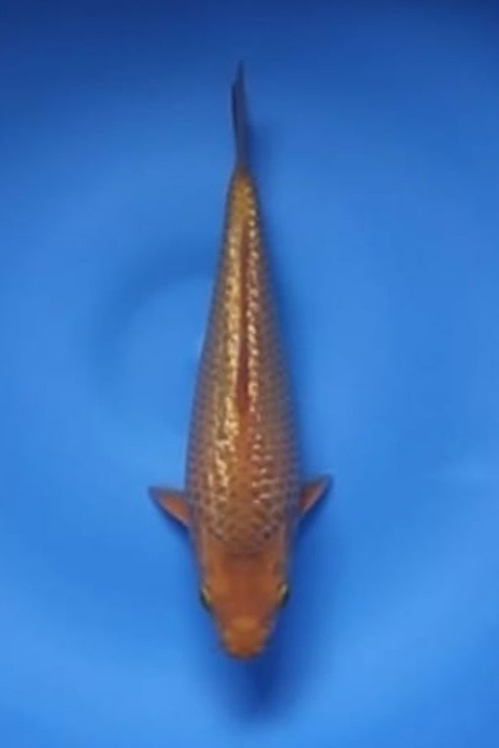 Best In Size E 16-20 Cm