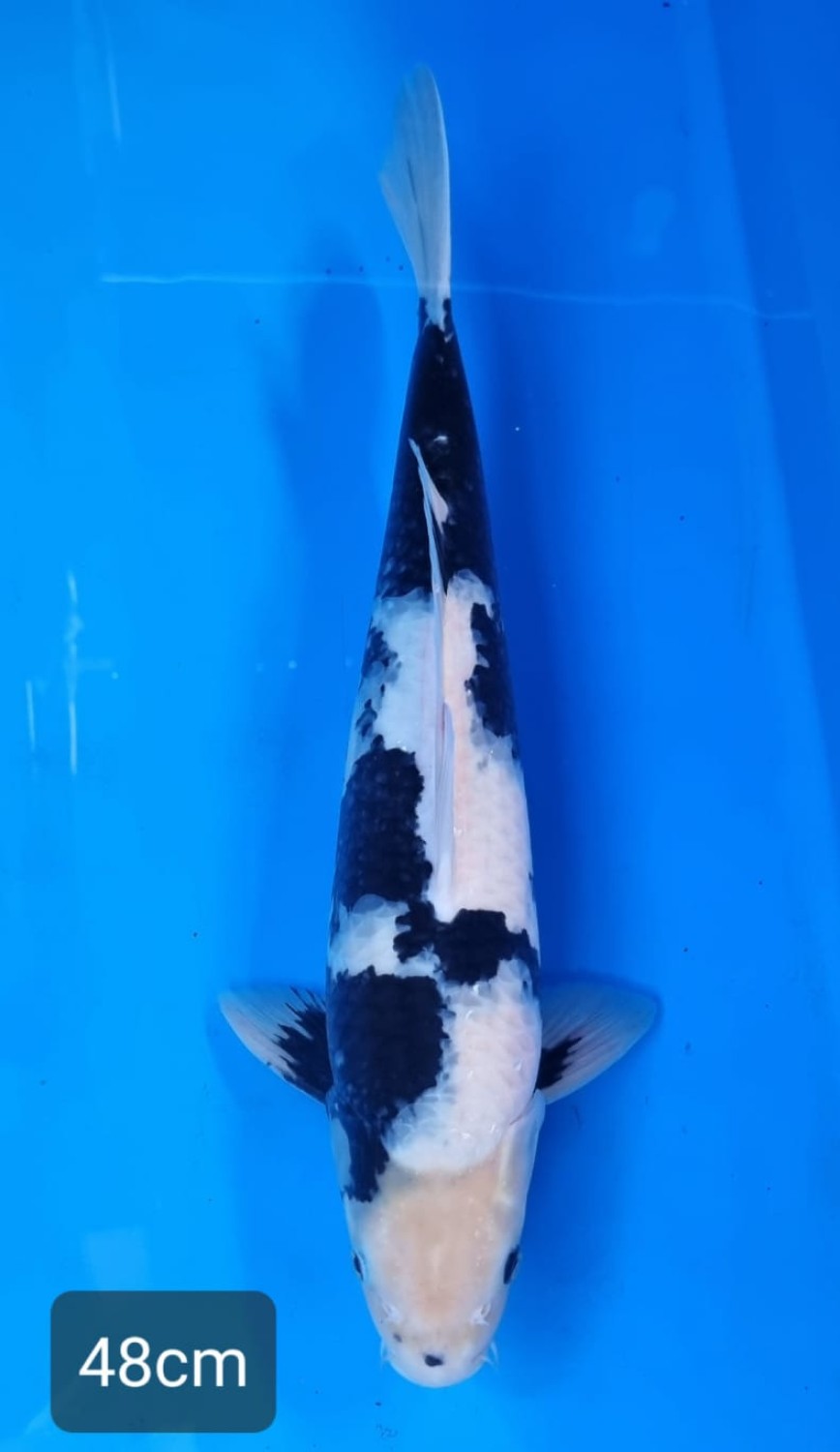 Best In Size B 46-50 Cm