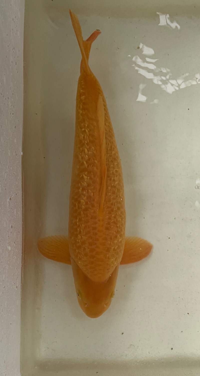 Best In Size E 51-55 Cm