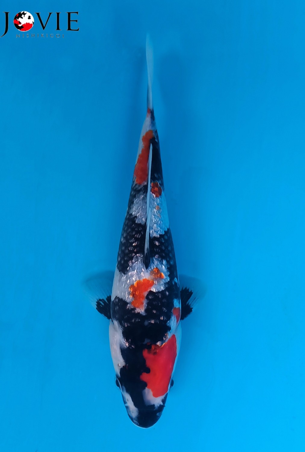 Juara 1
