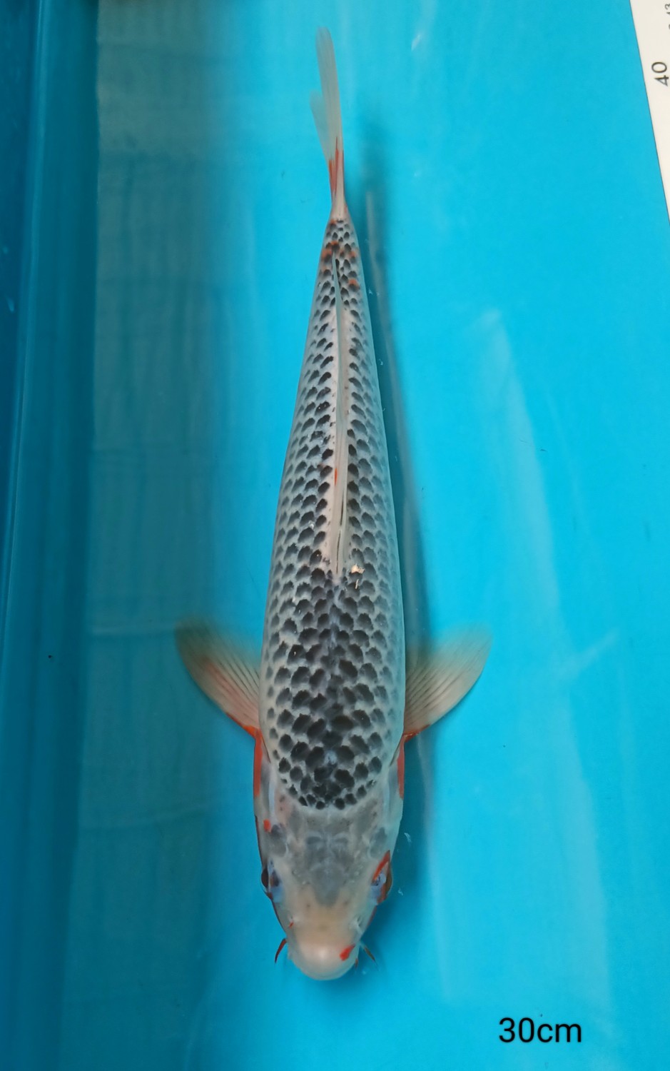 Juara 1