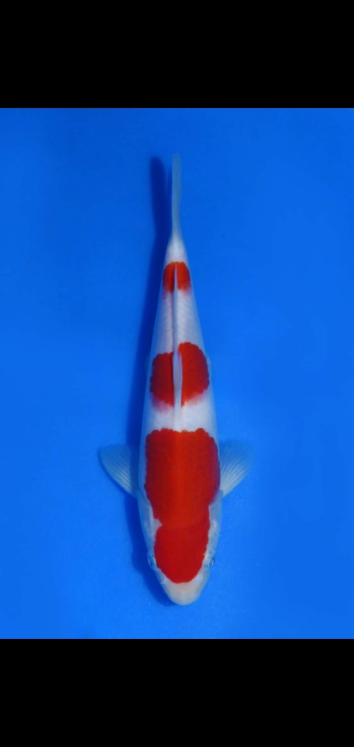 Juara 1