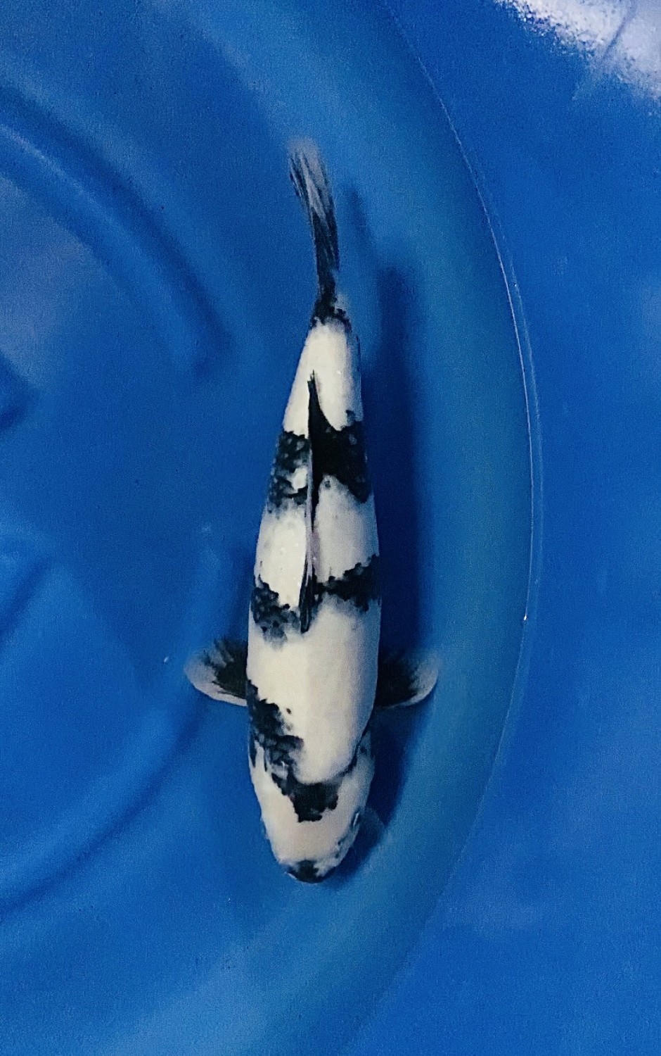 Juara 1