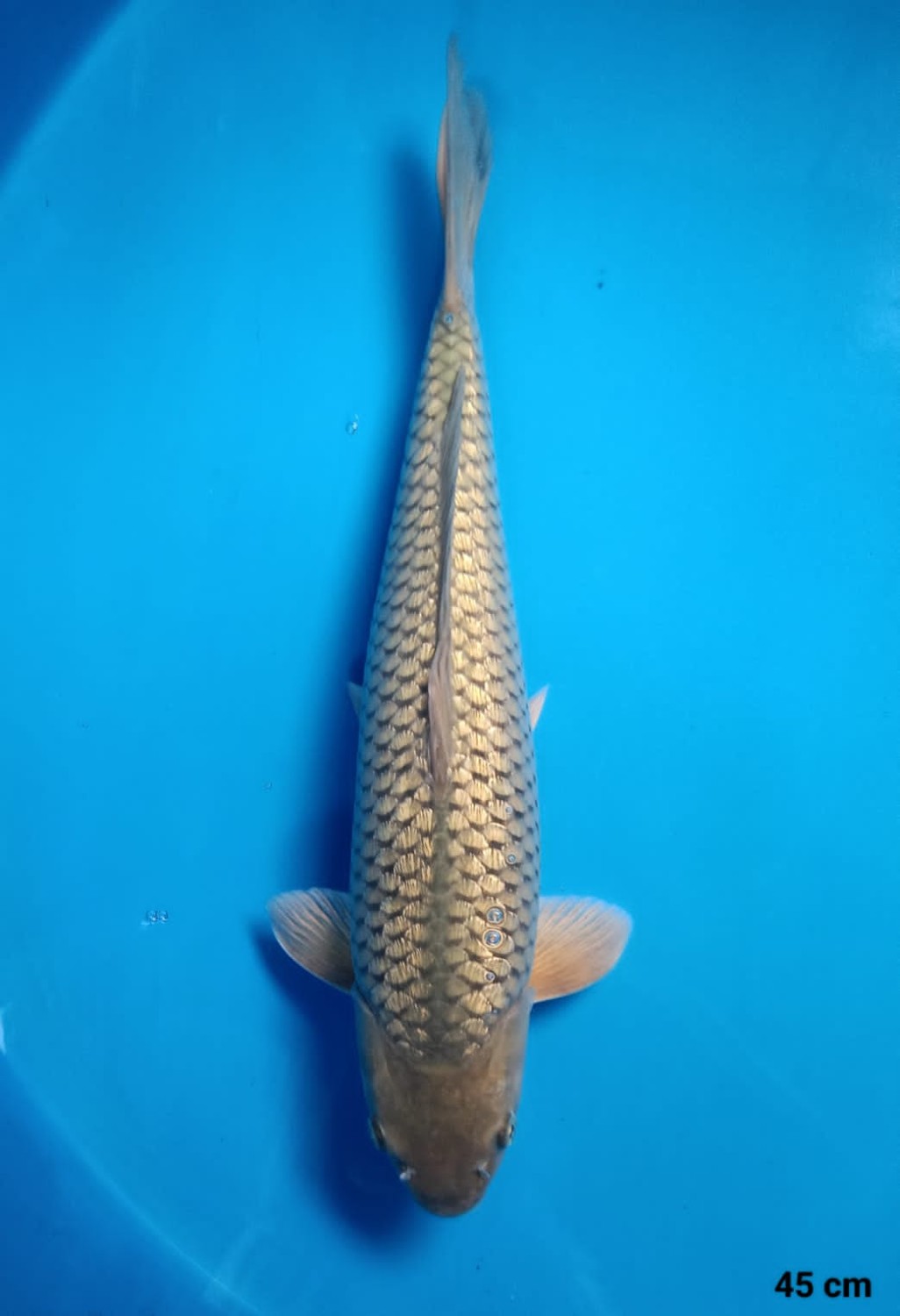 Juara 1