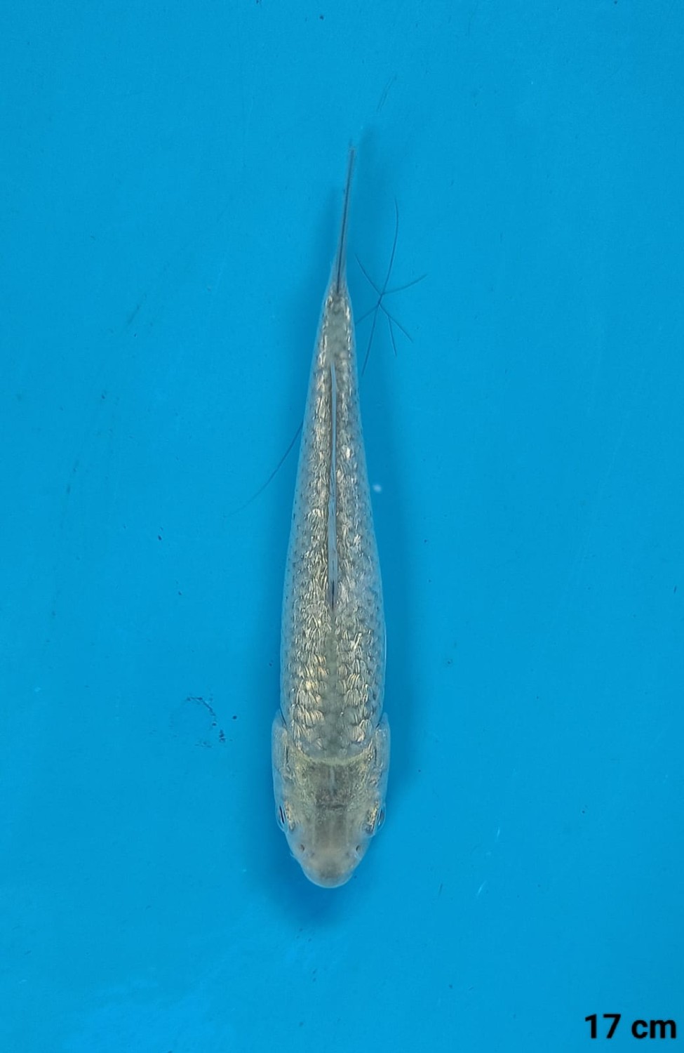 Juara 1