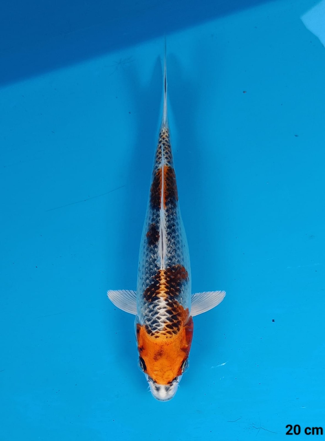 Juara 2