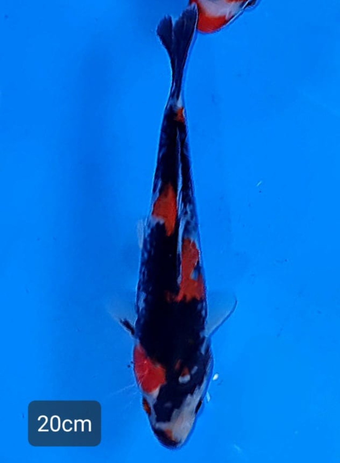 Juara 1