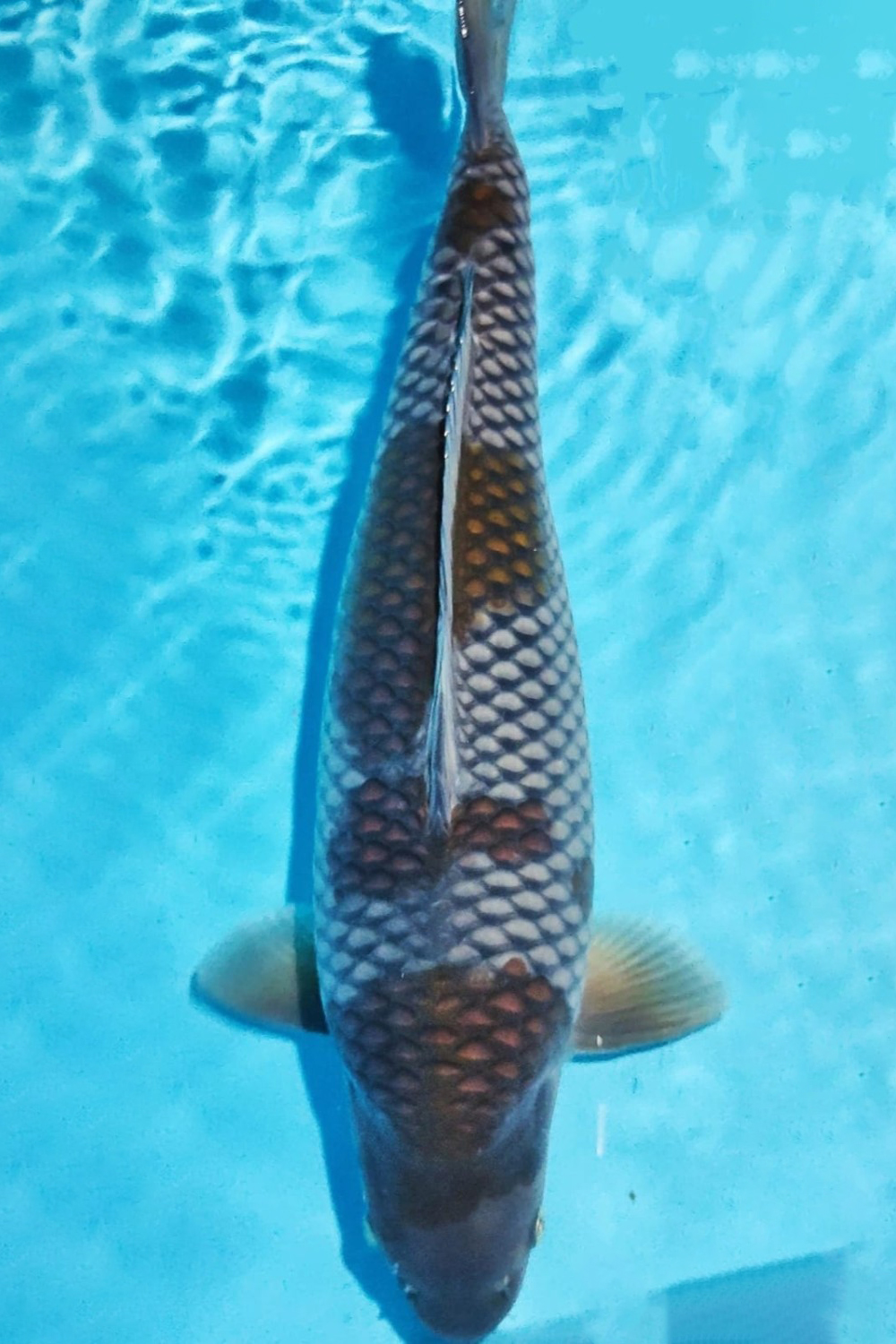 Juara 1