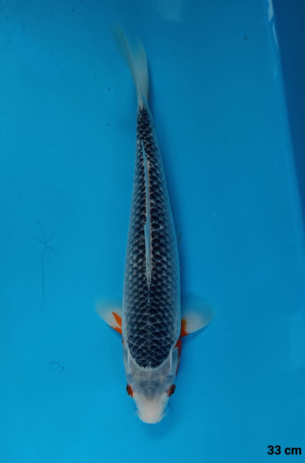 Juara 1