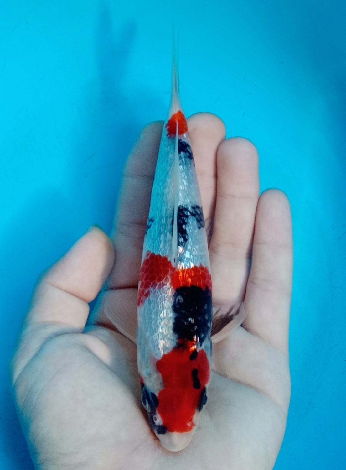 Best In Size B 16-20 Cm