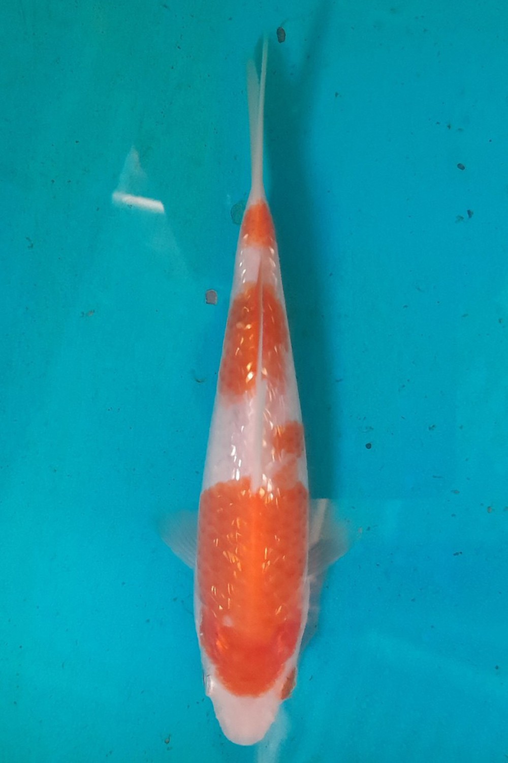 Best In Size B 13-15 Cm