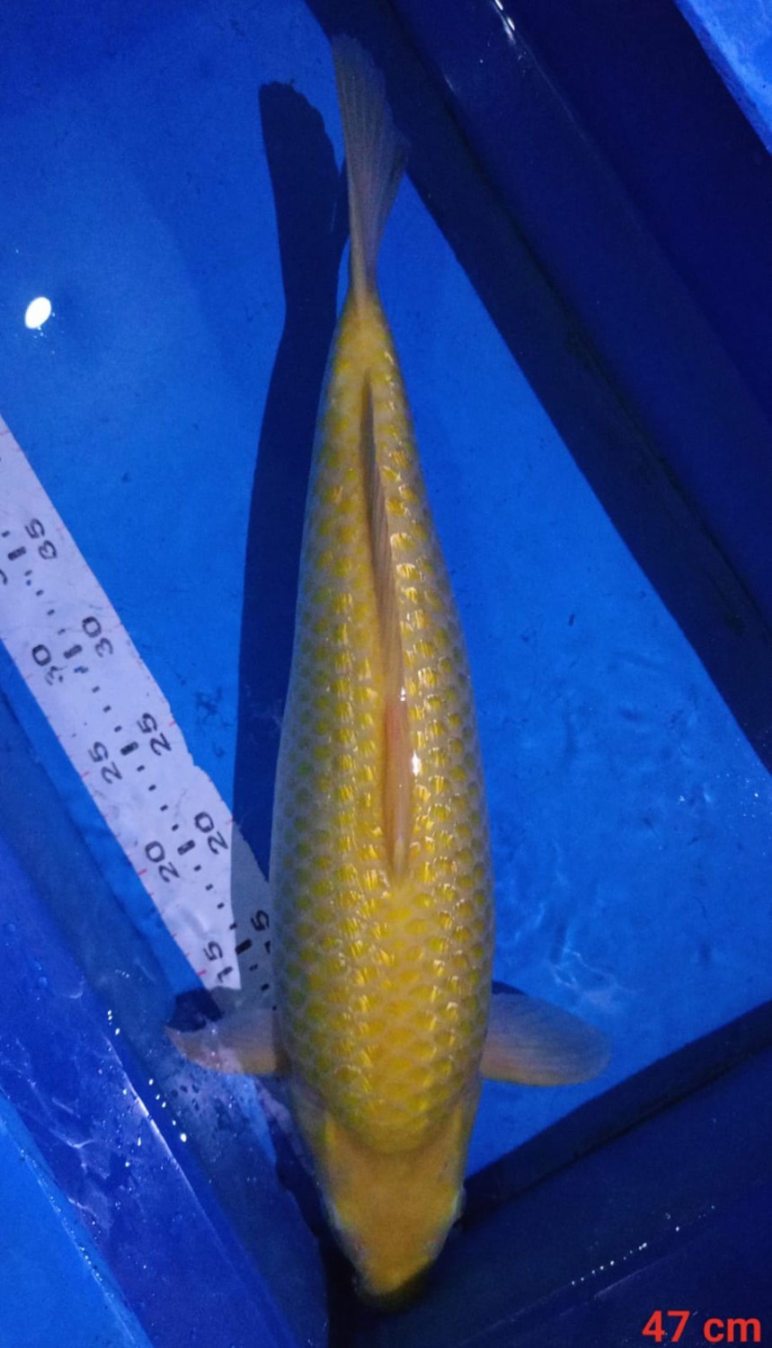Juara 1