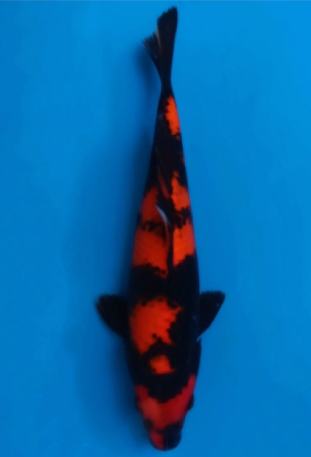 Best In Size D 26-30 Cm