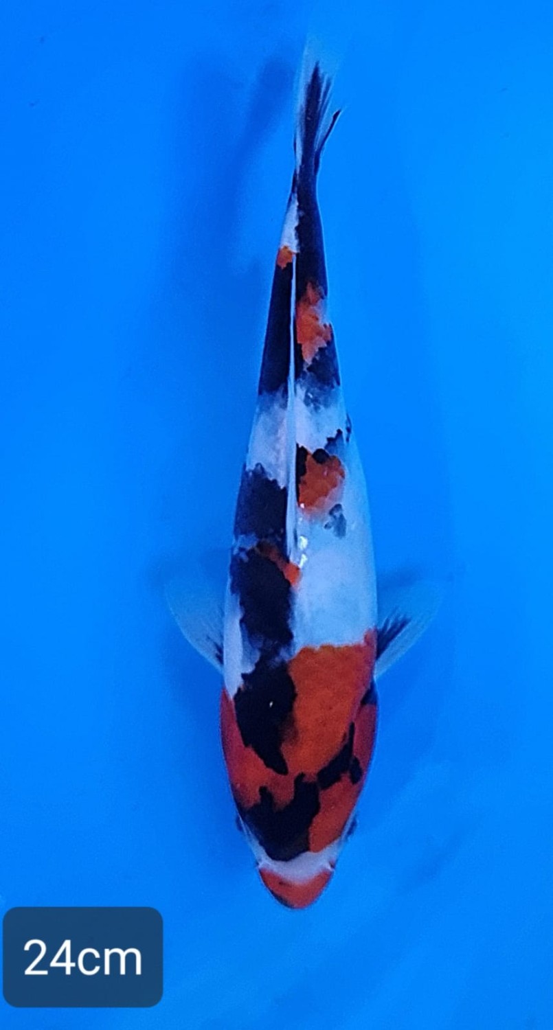 Best In Size A 21-25 Cm