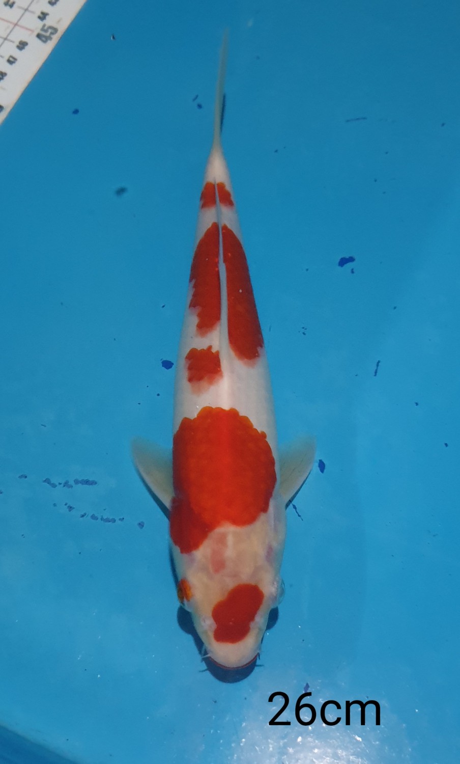 Juara 3