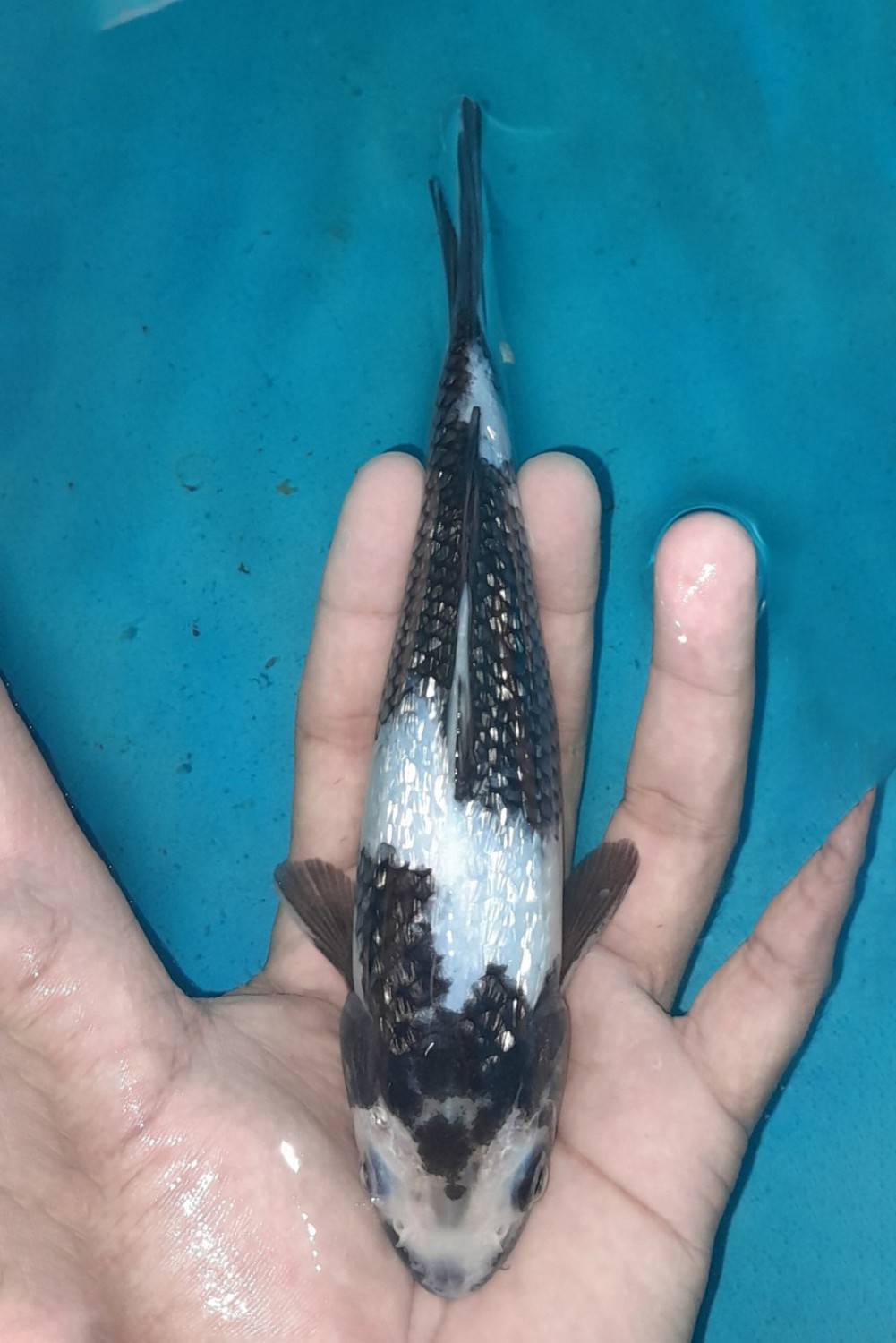 Juara 1