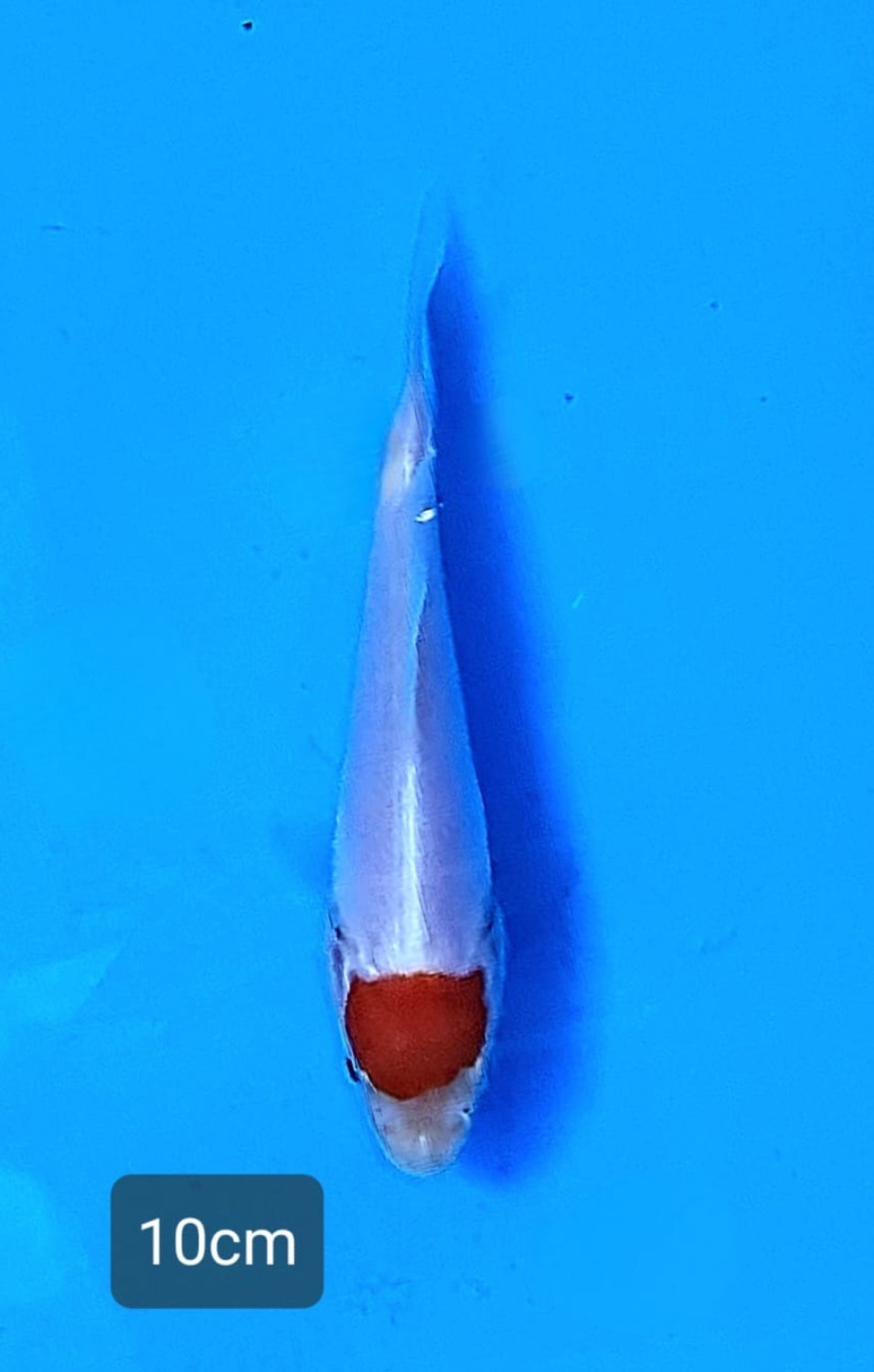 Juara 1