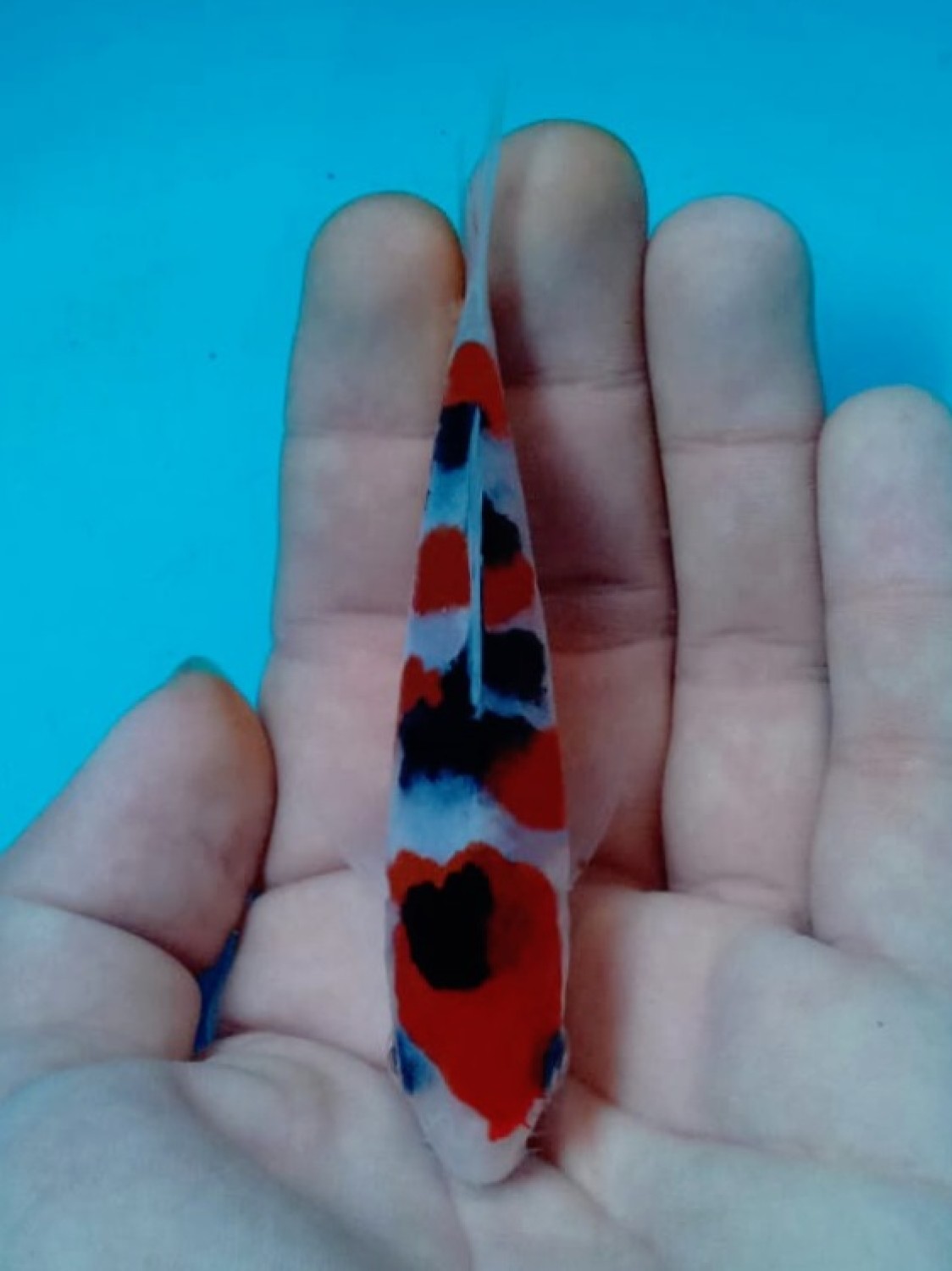Juara 2