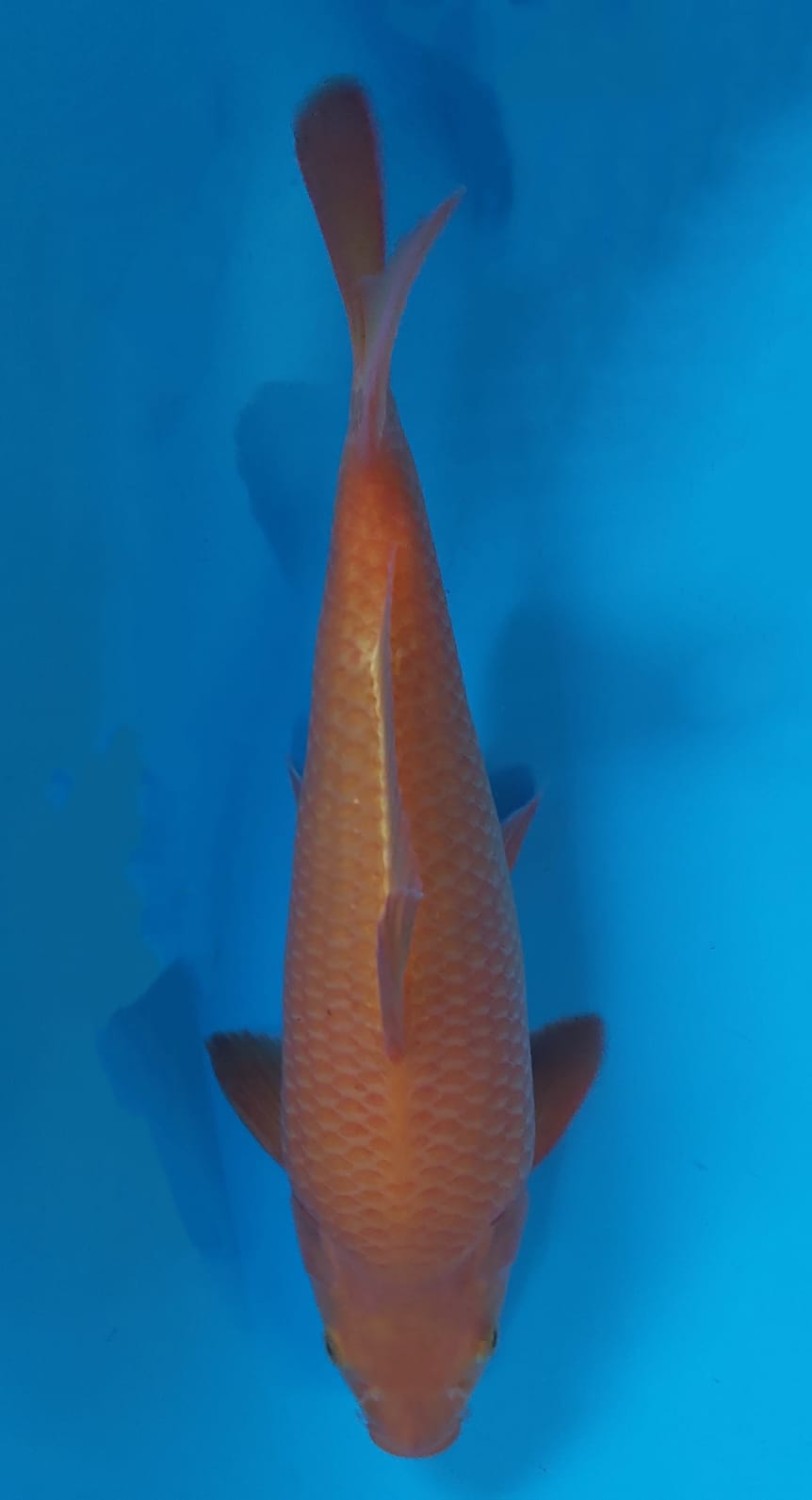 Juara 1