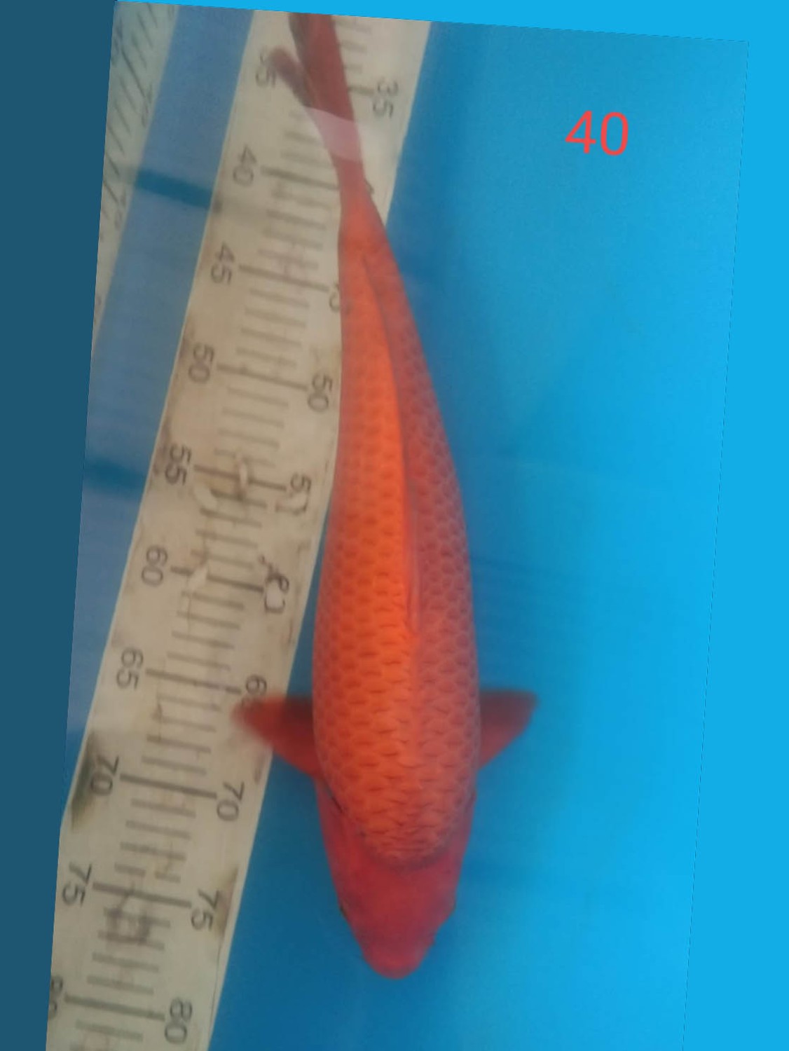 Best In Size E 36-40 Cm