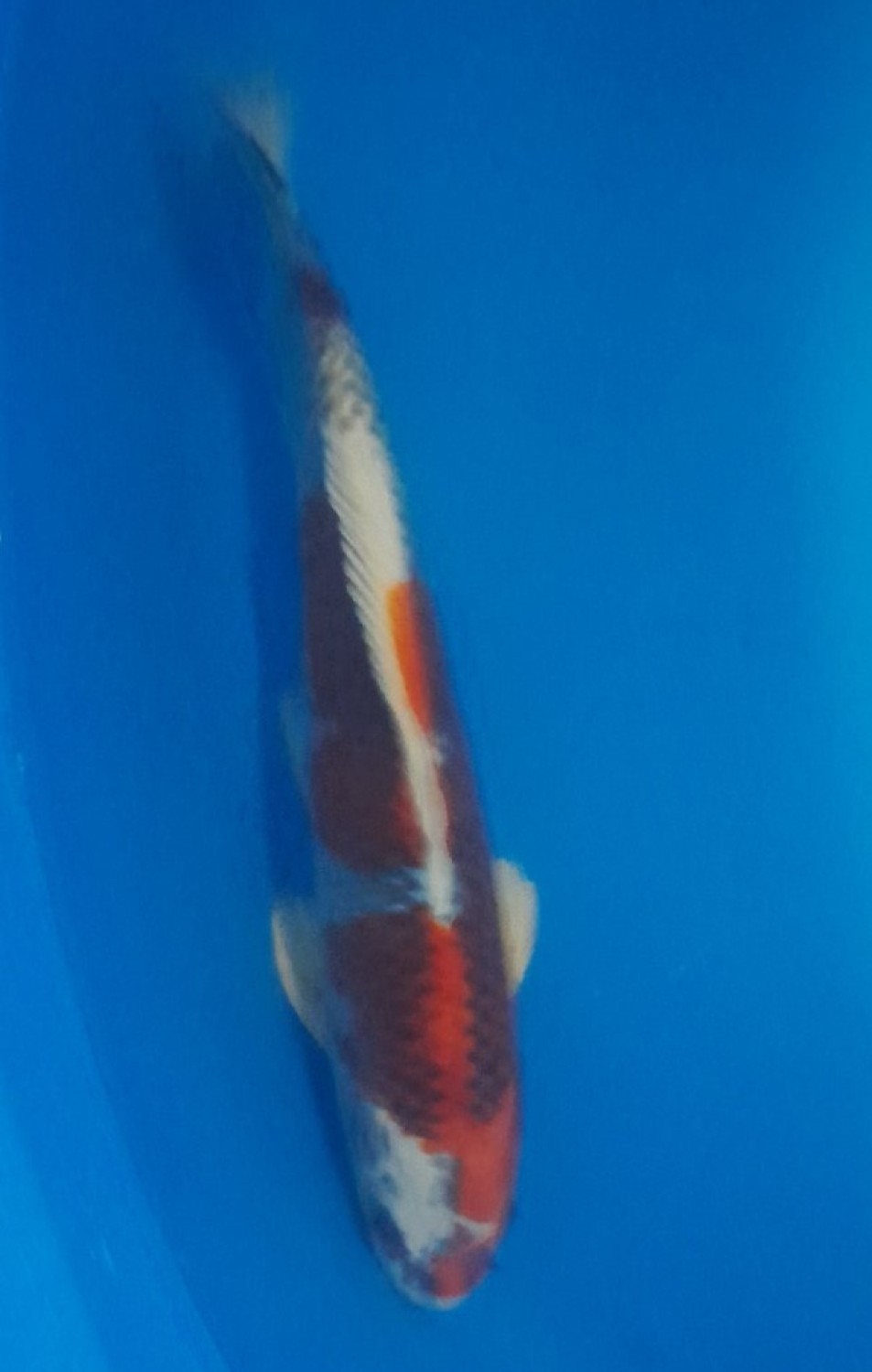 Juara 2