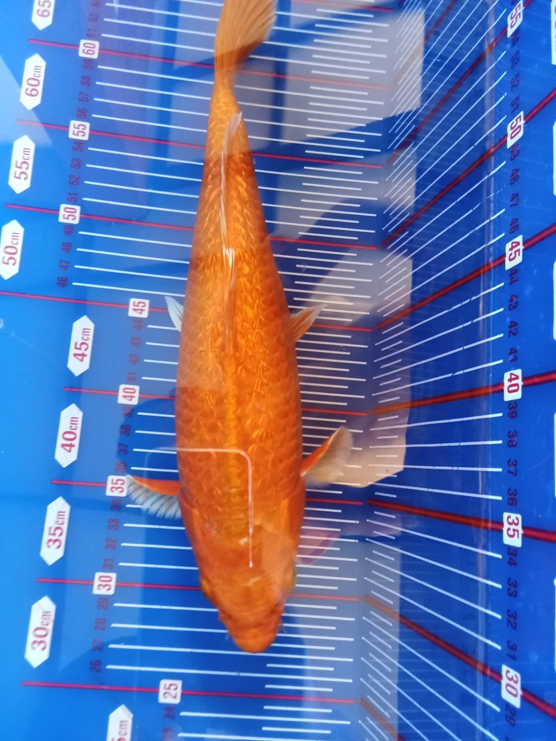 Juara 3