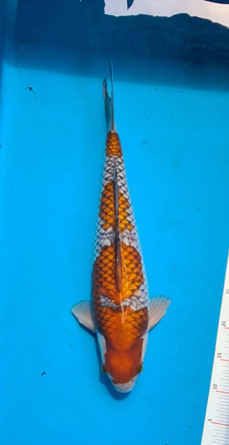 Juara 3