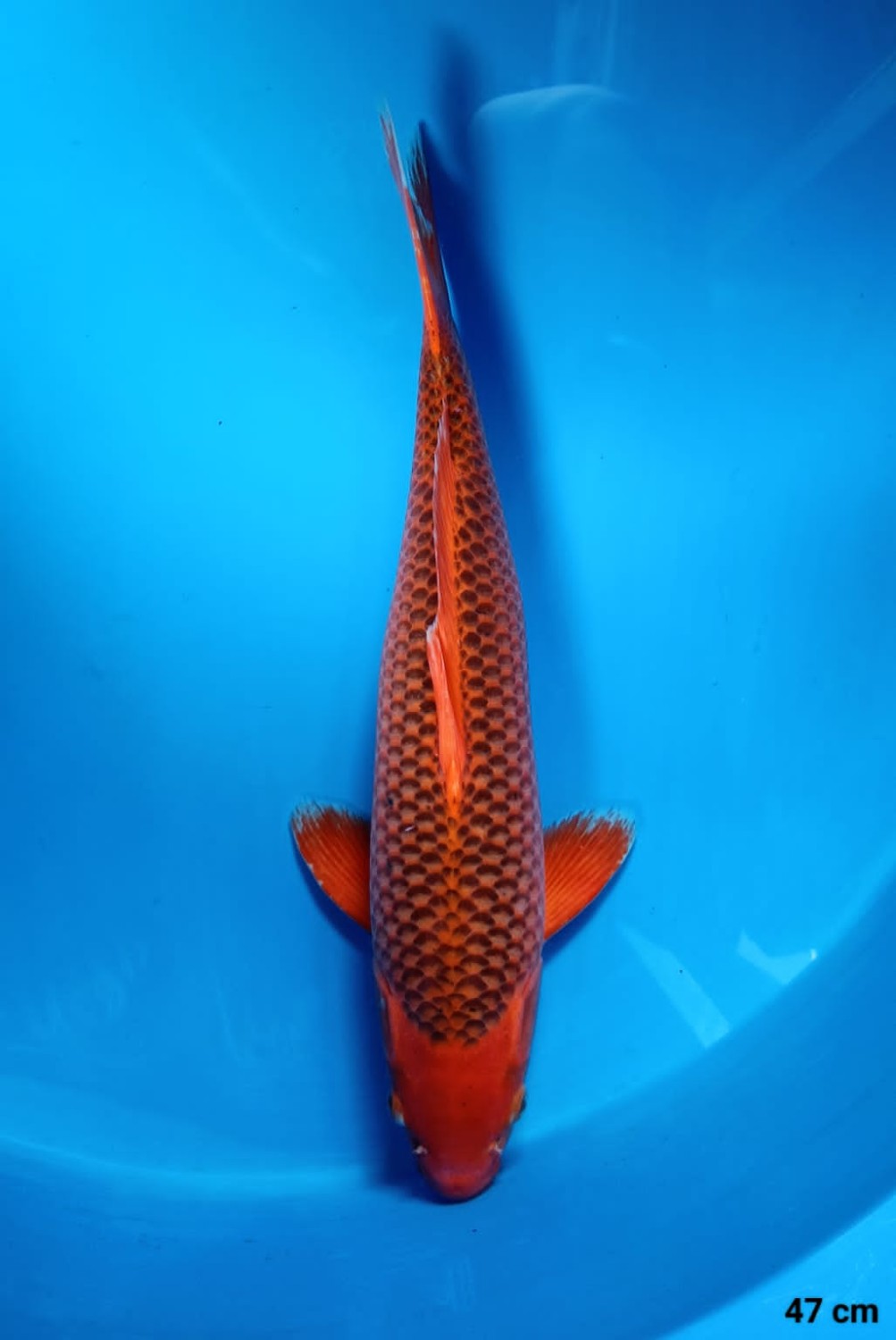 Juara 1