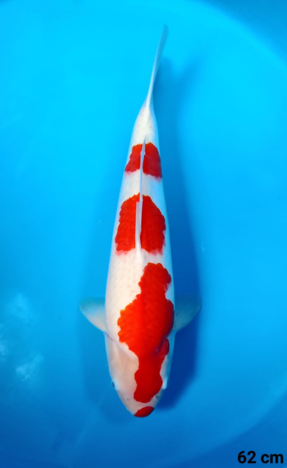 Best In Size A 61-65 Cm