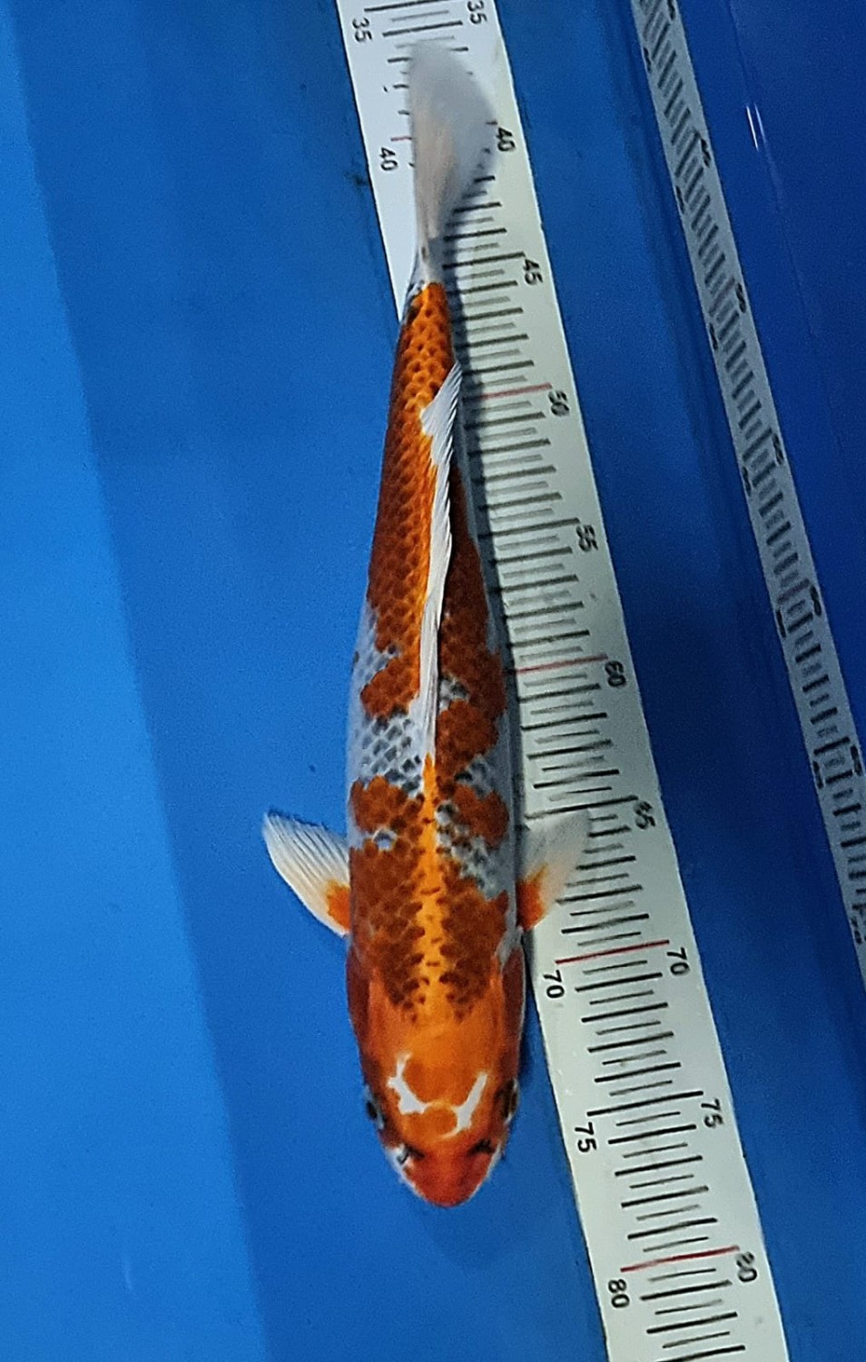 Juara 2