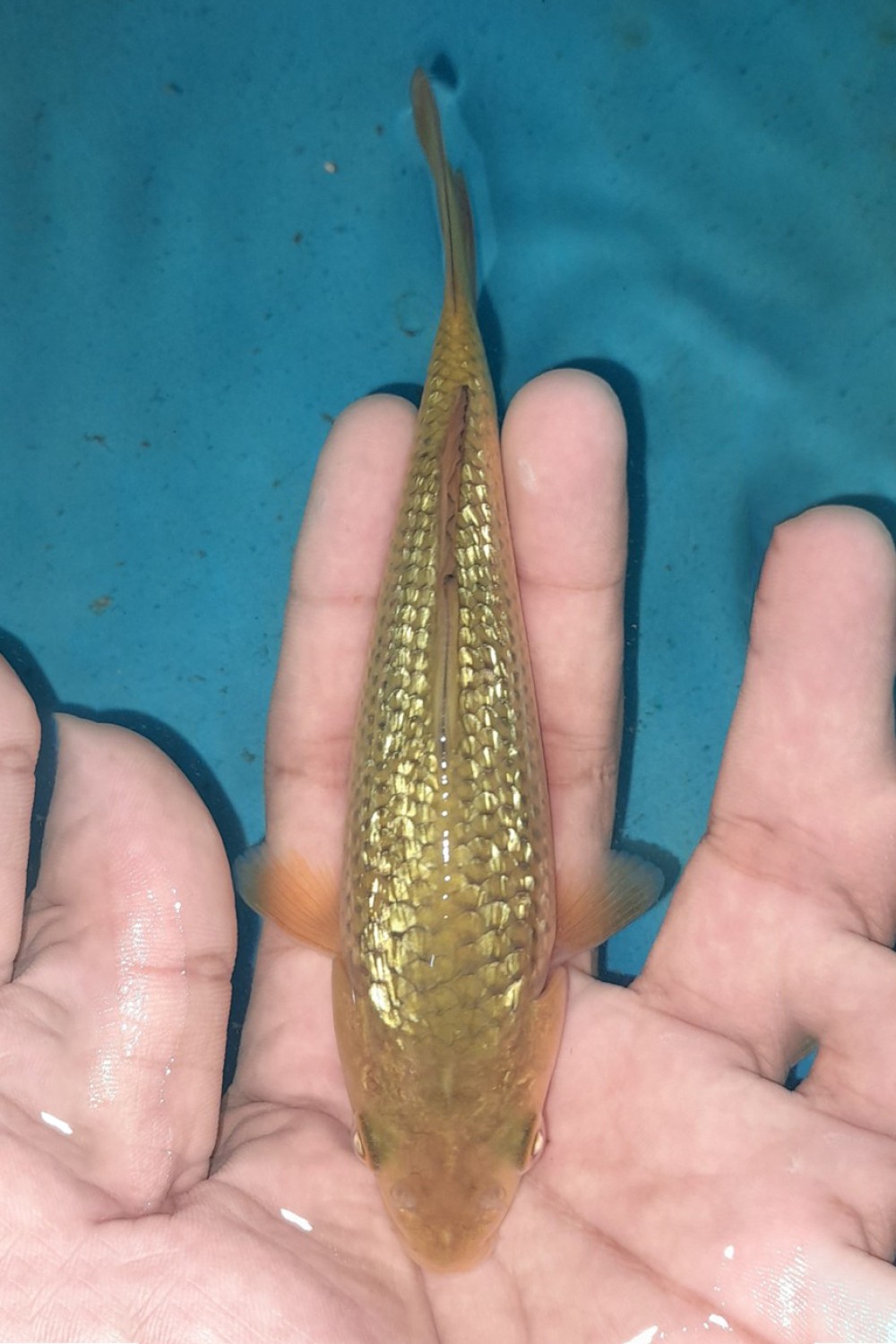 Juara 2