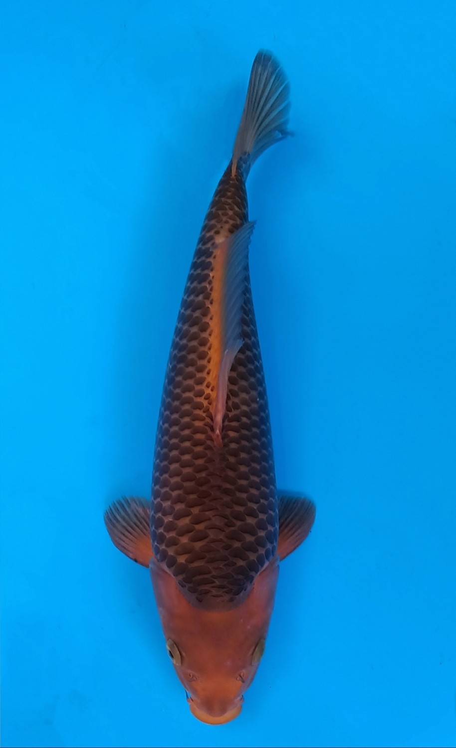 Best In Size E 31-35 Cm