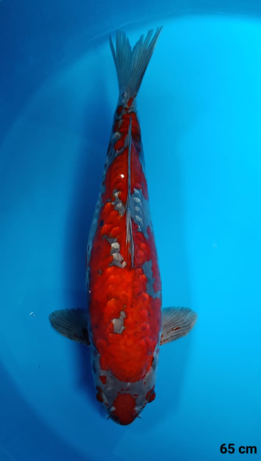 Juara 1