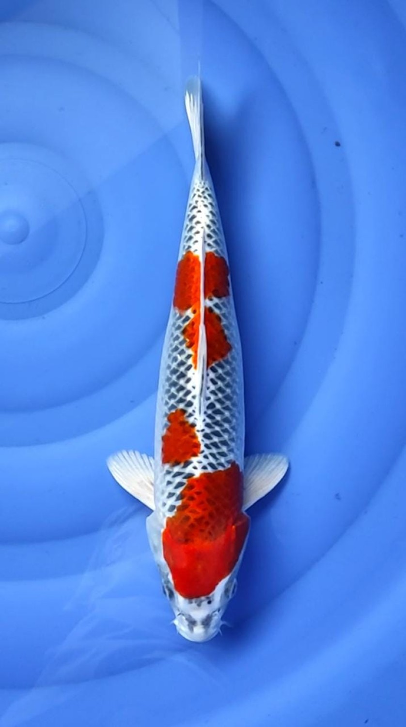 Juara 1