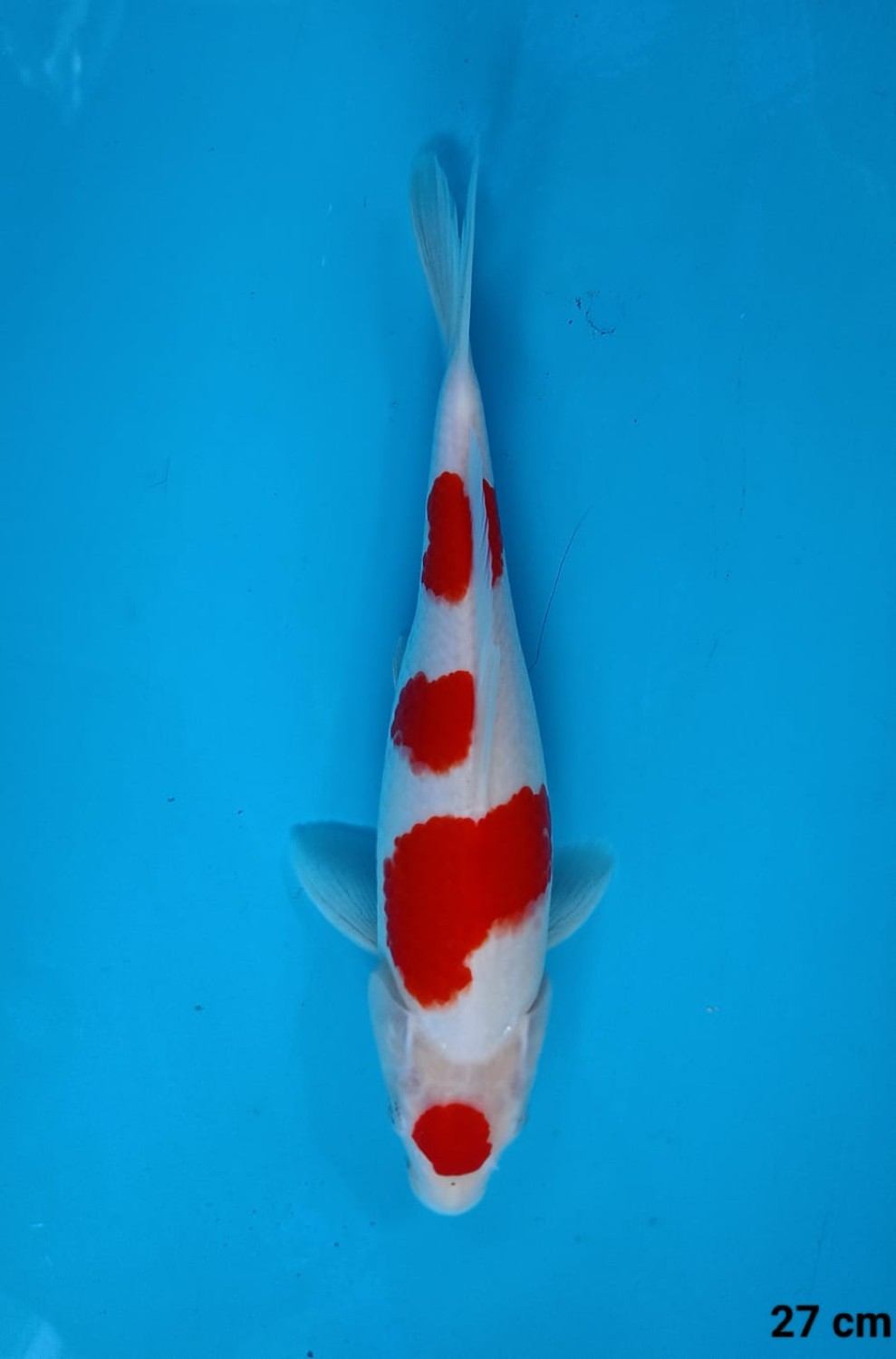 Best In Size A 26-30 Cm