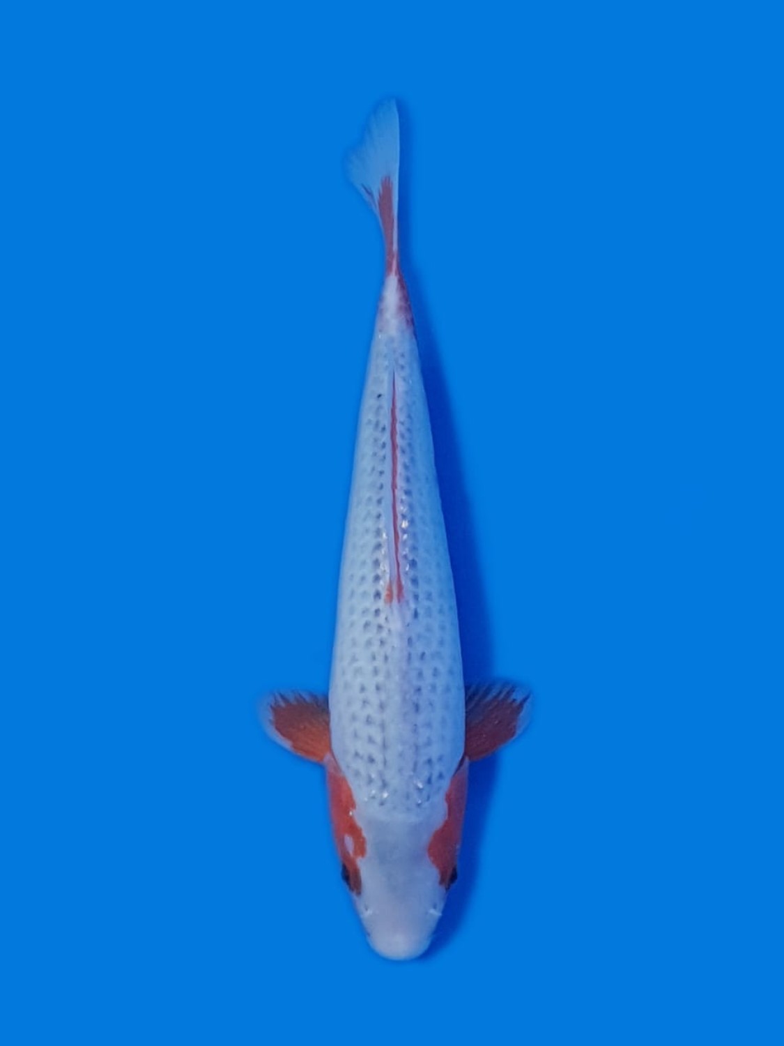 Best In Size D 21-25 Cm