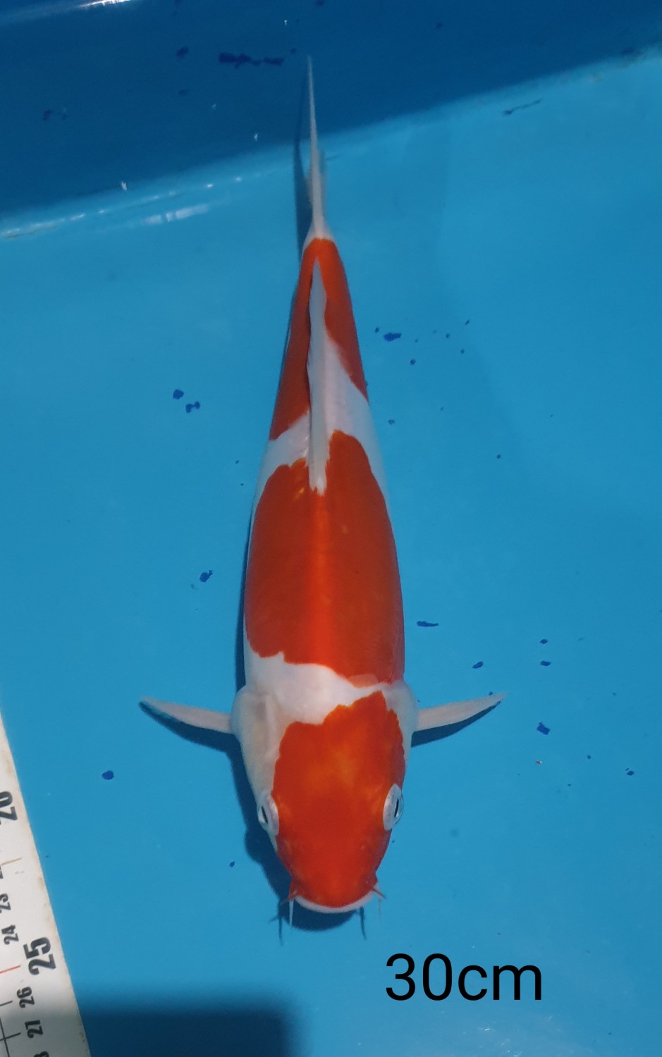 Juara 1