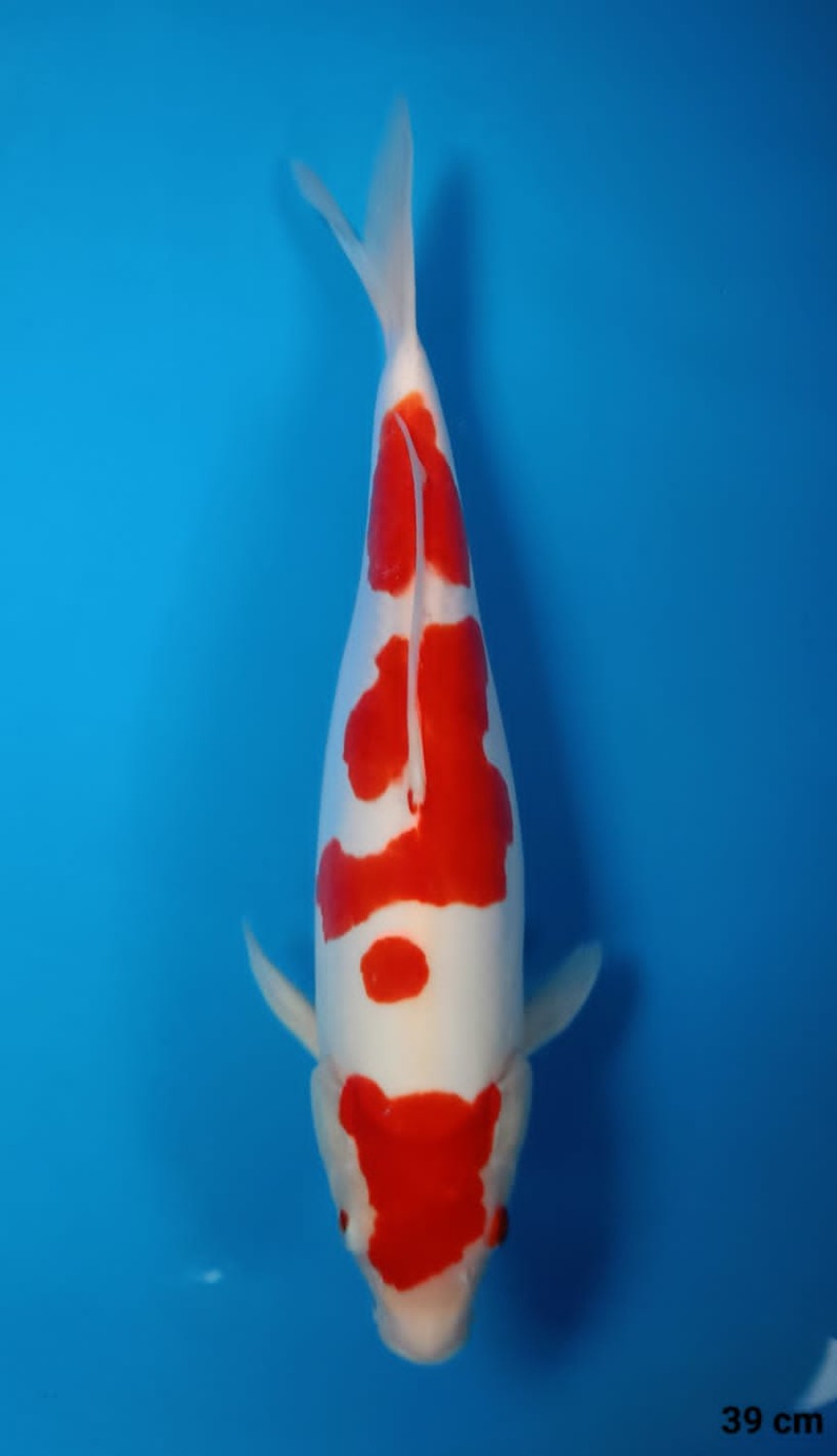 Juara 1