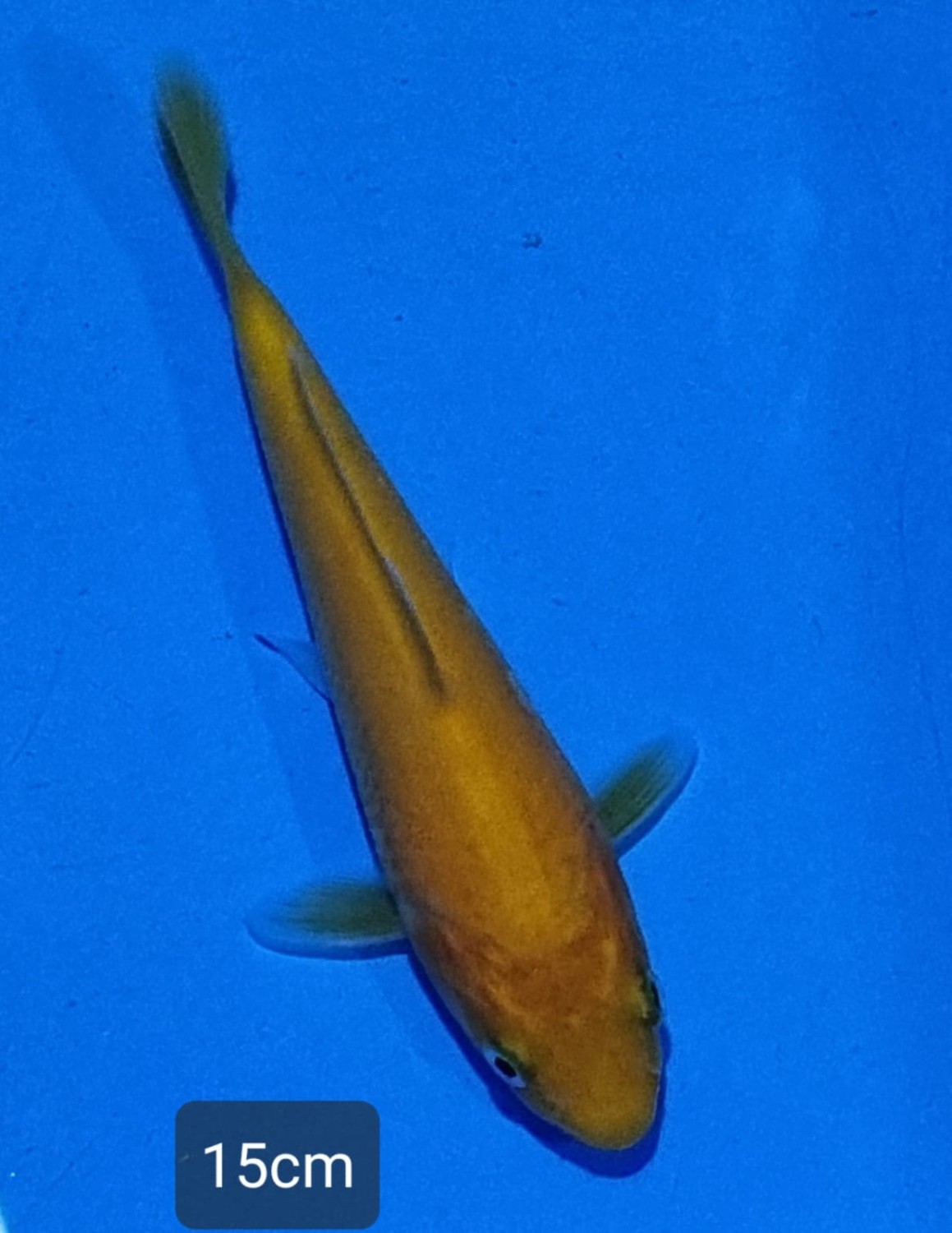 Juara 2