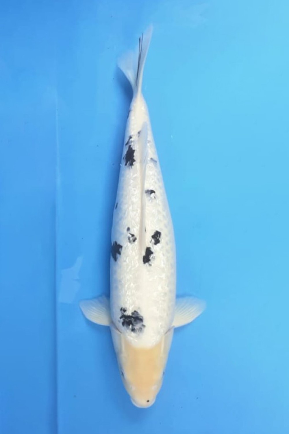 Best In Size C 56-60 Cm
