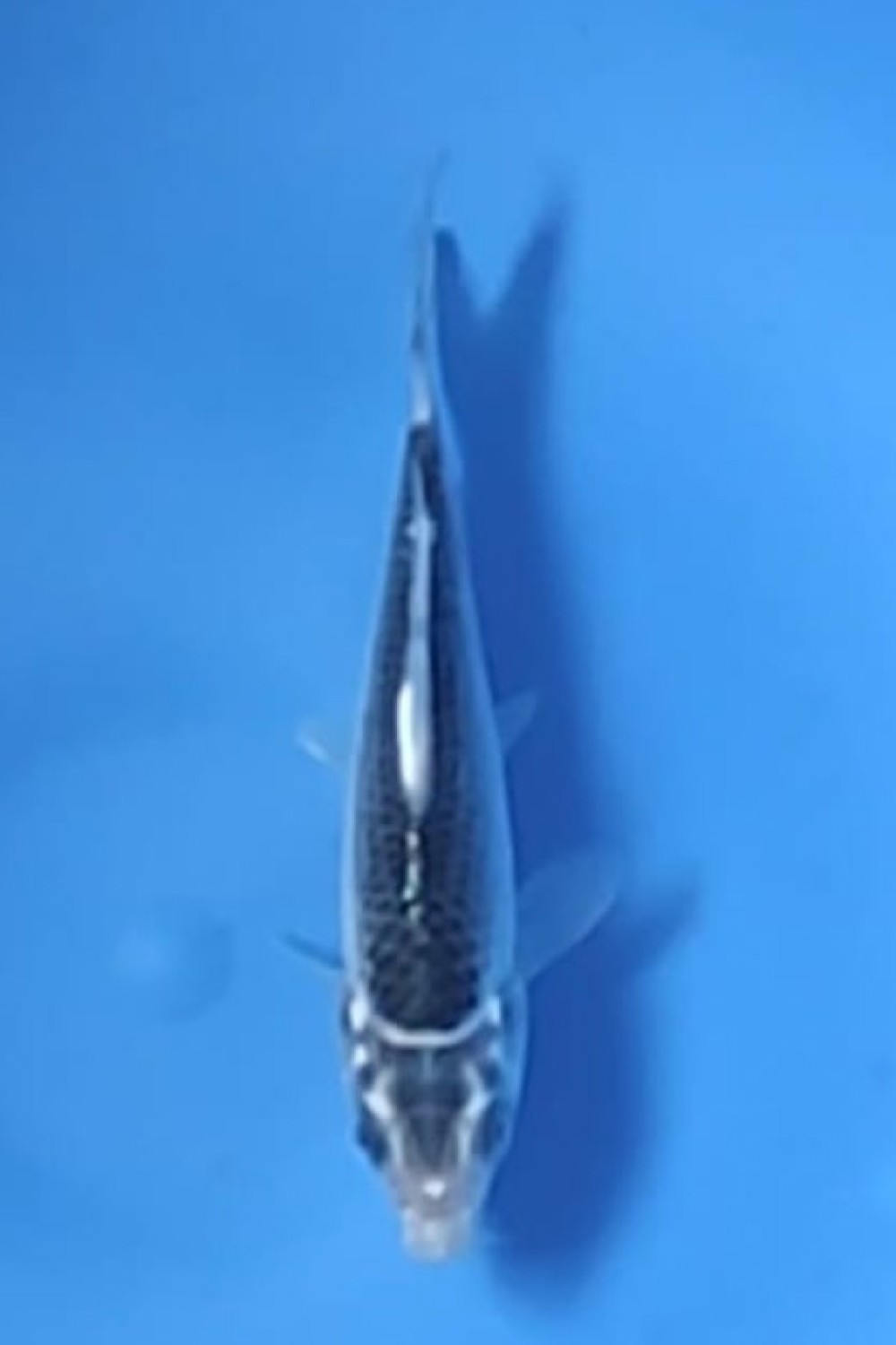 Juara 2