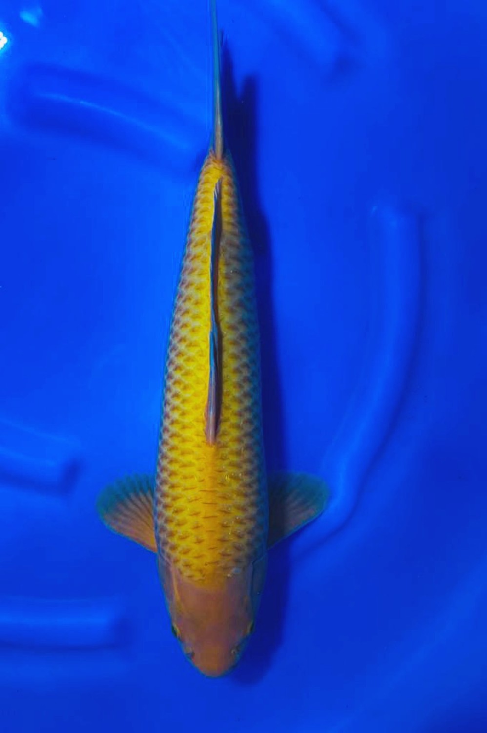 Best In Size E 41-45 Cm