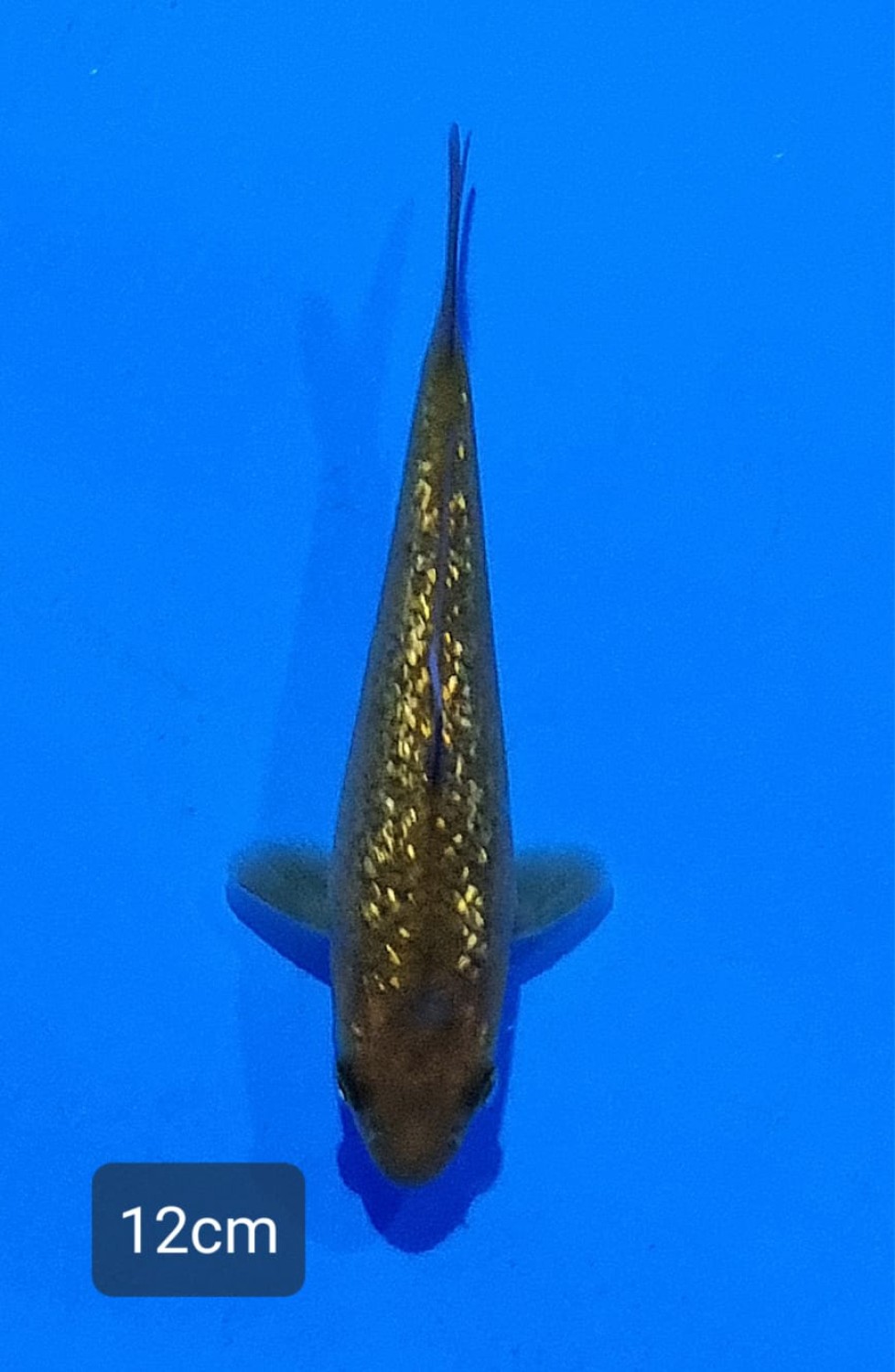 Juara 3