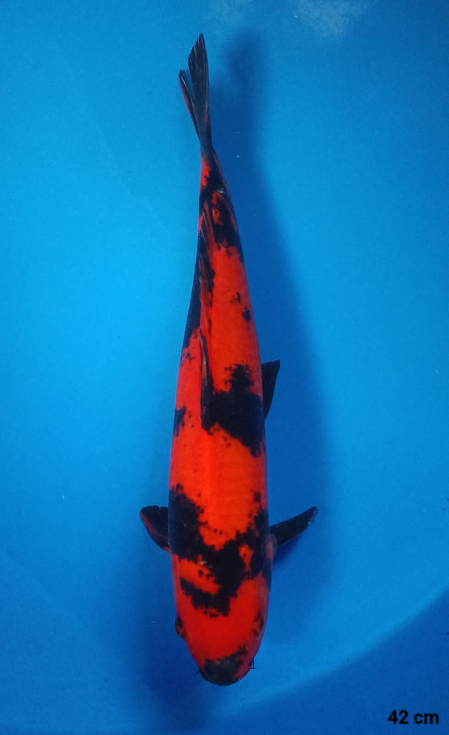 Juara 1